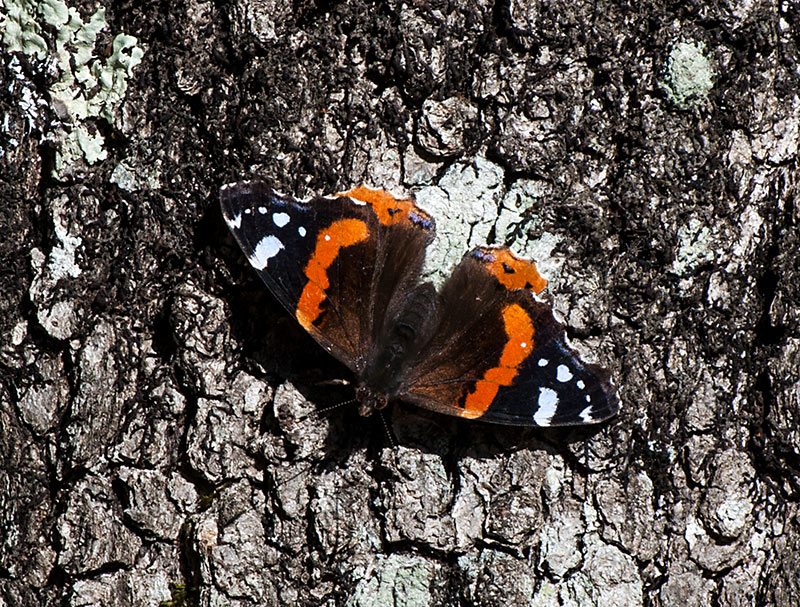 Vanessa atalanta. Femmina?  S